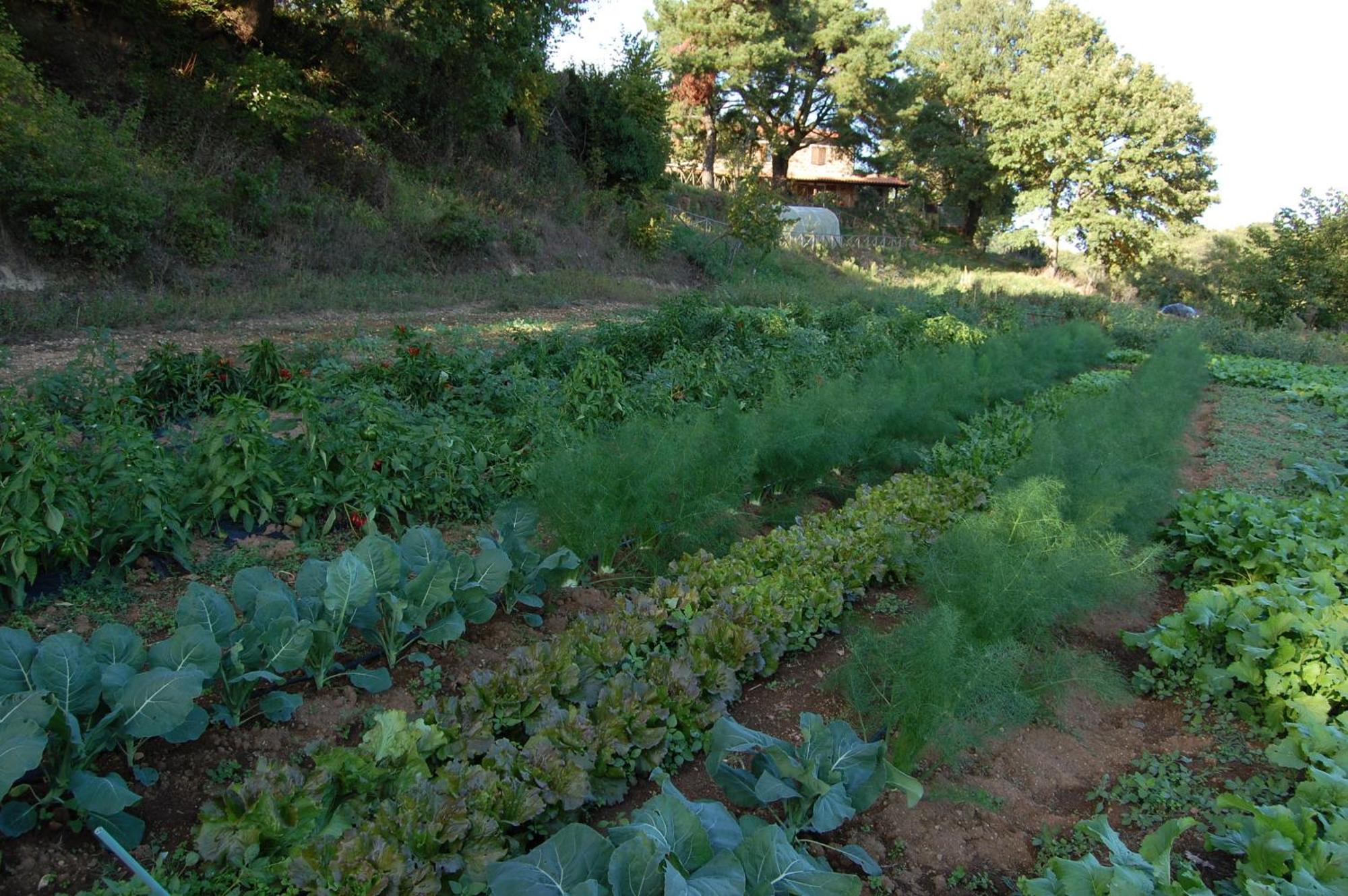 Bio Agriturismo Aia Del Tufo Sorano  Eksteriør billede