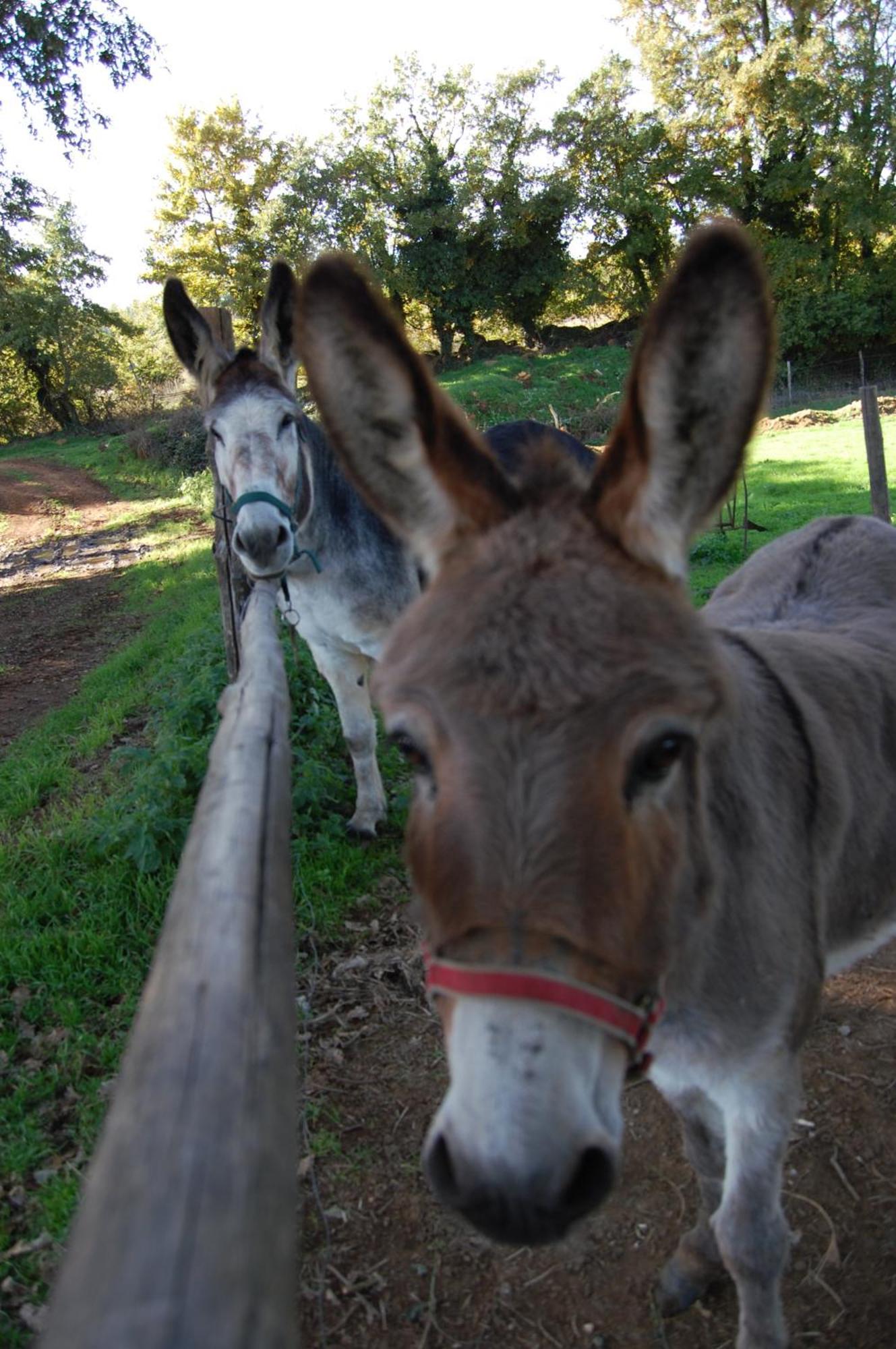 Bio Agriturismo Aia Del Tufo Sorano  Eksteriør billede